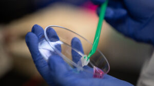A student wears purple gloves and holds a sample in a petri dish