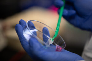 A student wears purple gloves and holds a sample in a petri dish