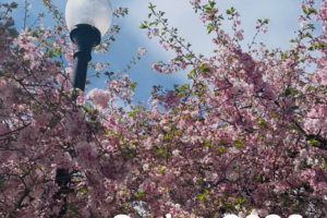 A photo of lilac bushes against a black and white street lamp with the words Spring 2026 Dean's List overlayed upon it