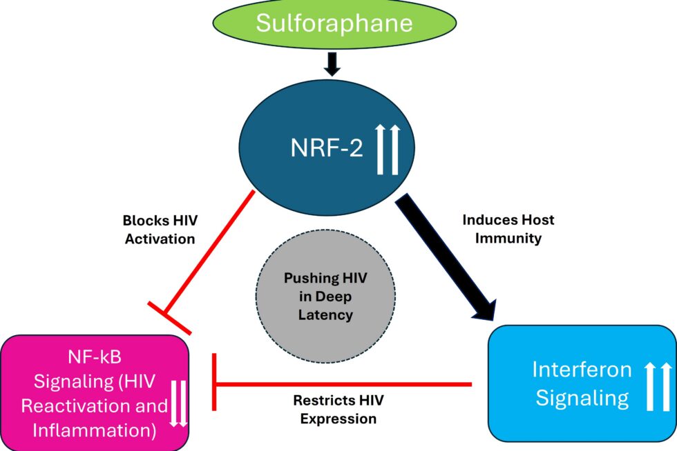 A graphic breaking down the hypothesis of Vir Singh's HIV research